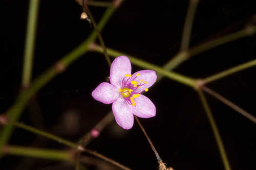 Talinum paniculatum #5